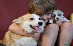 Welsh Corgi Pembroke dogs for sale: Show quality puppies - Image 7