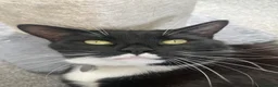 Mixed Breed cats for sale: Female Mixed Breed - Aged 4 - Advert 5