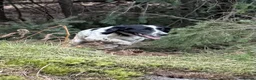 English Springer Spaniel dogs for sale: Beautiful Springer Spaniel Puppies - Advert 5
