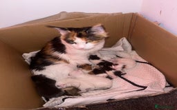 Maine Coon cats for sale: Adorable Maine coons!!! - Image 9