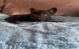 French Bulldog dogs for sale: French Bulldog puppies. 3 x boys 1 x girl - Image 16