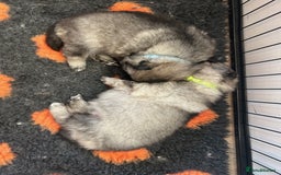 Keeshond dogs for sale: Keeshonds Two Beautiful Males  - Image 7