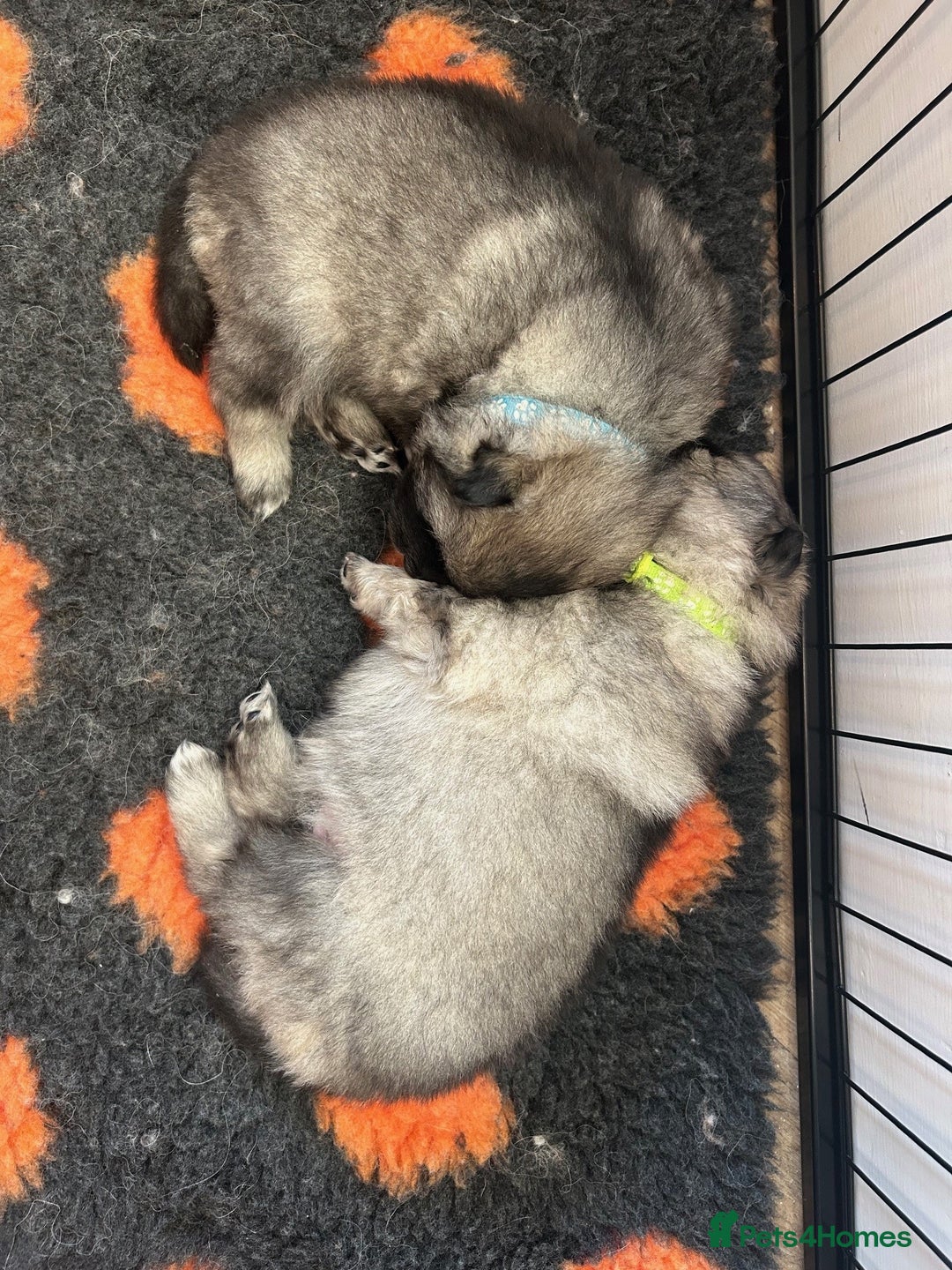 Keeshond dogs for sale: Keeshonds Two Beautiful Males  - Image 7