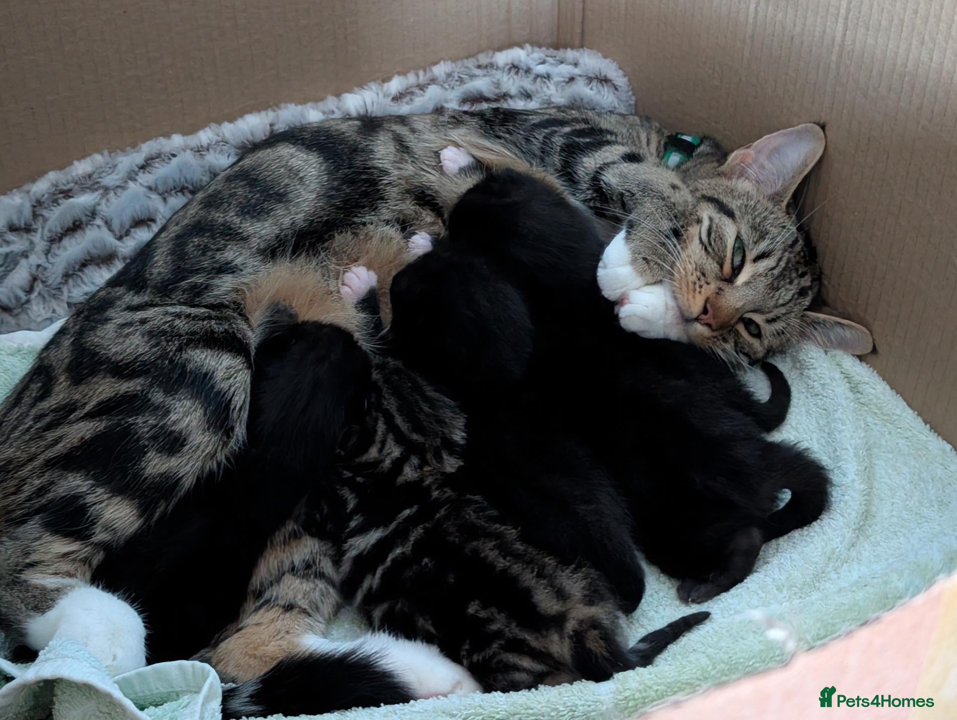 Mixed Breed cats Kittens available near Worksop/Retford  - Advert 3