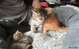 Mixed Breed cats for sale:  Fluffy Ginger Boy & Fluffy Tabby Girl Kitten - Image 10