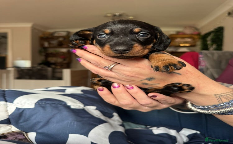 Miniature Dachshund dogs - Advert 2