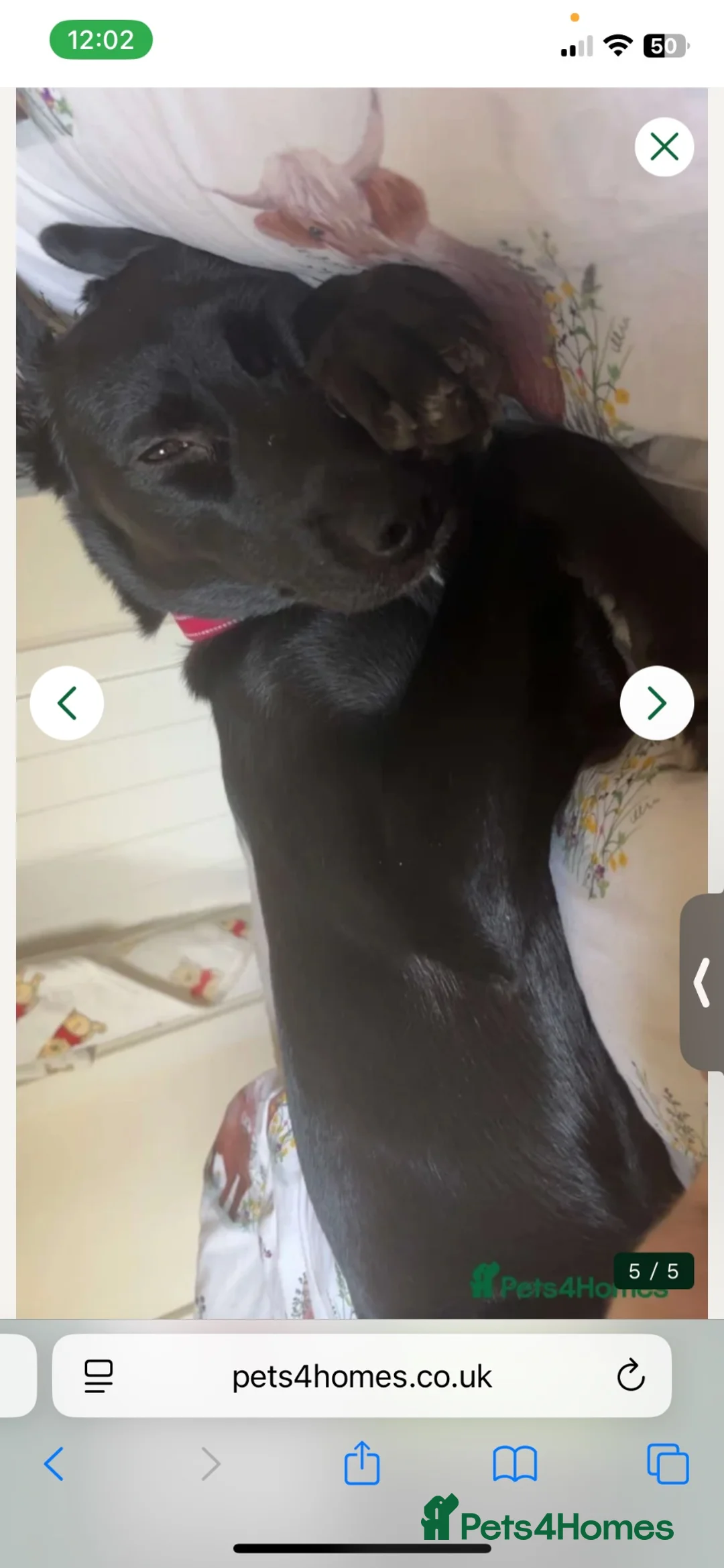Labrador Retriever dogs for sale: Storm Siberian husky crossed Labrador  - Advert 3