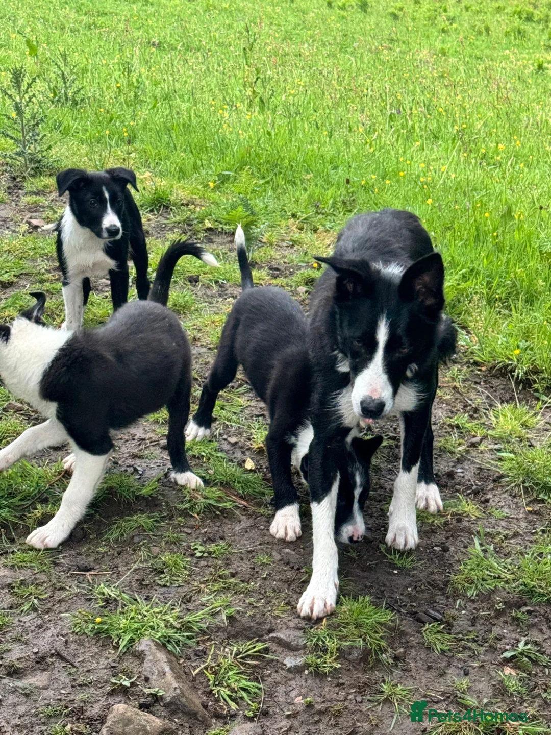 Border Collie dogs for sale: ISDS registered Border Collie Pups For Sale  in Abergavenny - Advert 1