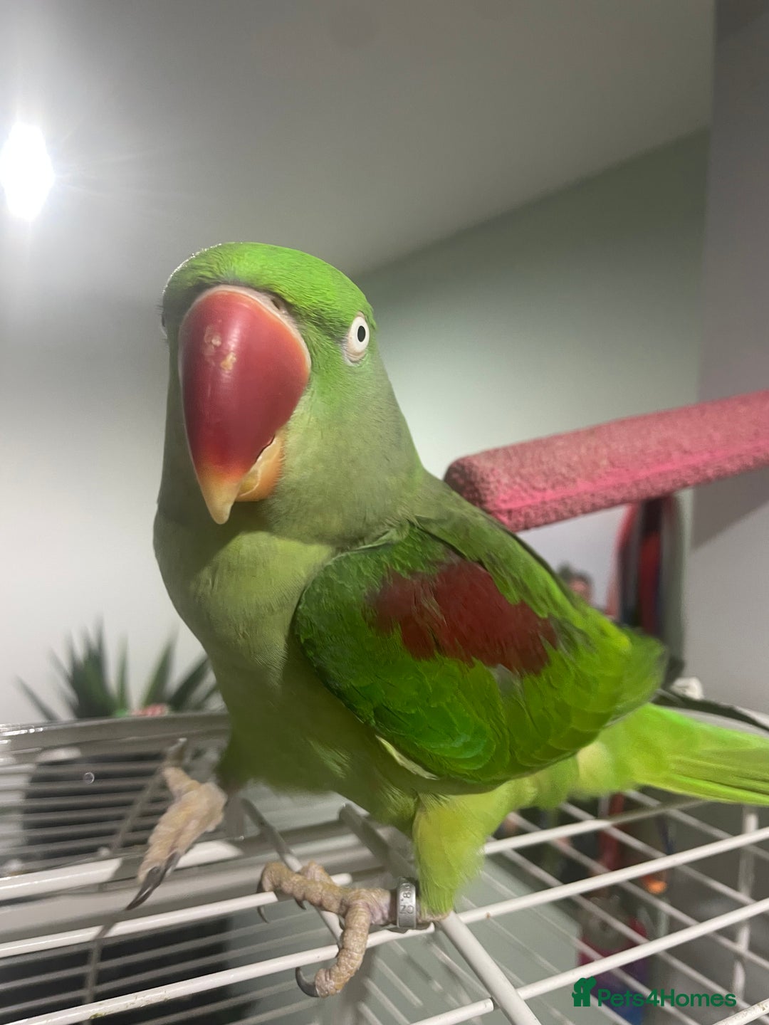 Parrots birds for sale: Stunning female alexandrine IVY - Advert 5