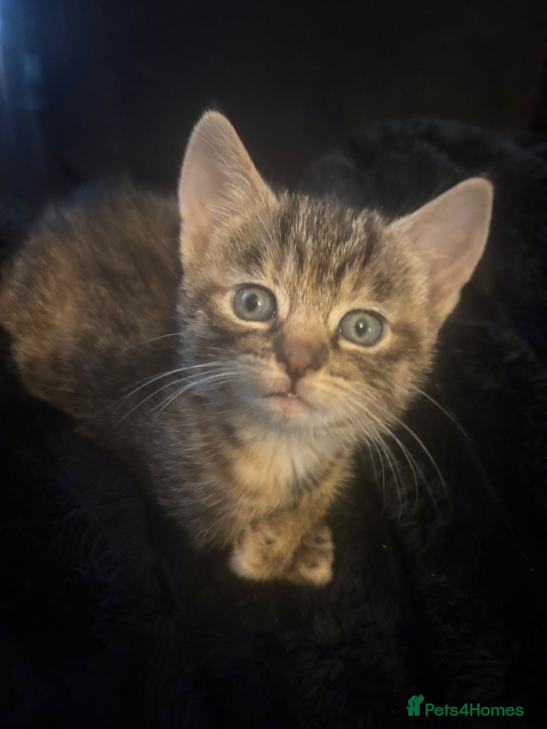Mixed Breed cats for sale: Two female tabby kittens  - Advert 5