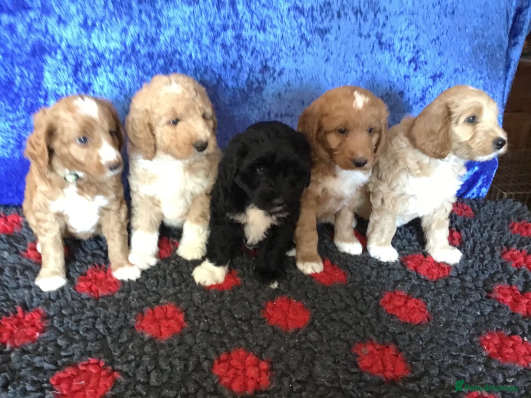 Australian Labradoodle dogs for sale: Stunning miniature Australian labradoodles - Image 1