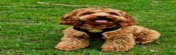 Cockapoo dogs for stud: F1 cocapoo well Proven extensively health tested in Bromley - Advert 1