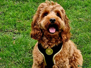 Cockapoo dogs in Bromley - Advert 21