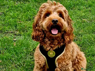 Cockapoo dogs F1 cocapoo well Proven extensively health tested in Bromley - Advert 4