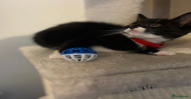 Mixed Breed cats - Advert 13