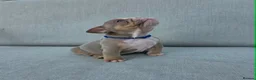 English Bulldog dogs for sale: Beautiful litter of English Bulldogs - Advert 21