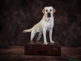 Labrador Retriever dogs in Ibstock - Advert 38