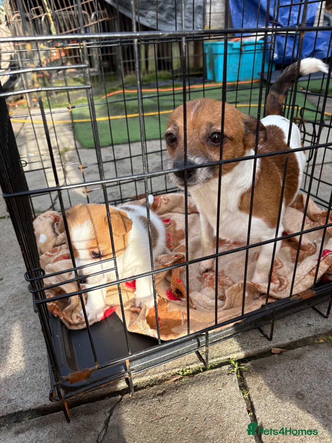 Jack Russell dogs for sale: Beautiful miniature jack russell boy  in Chelmsford - Advert 6