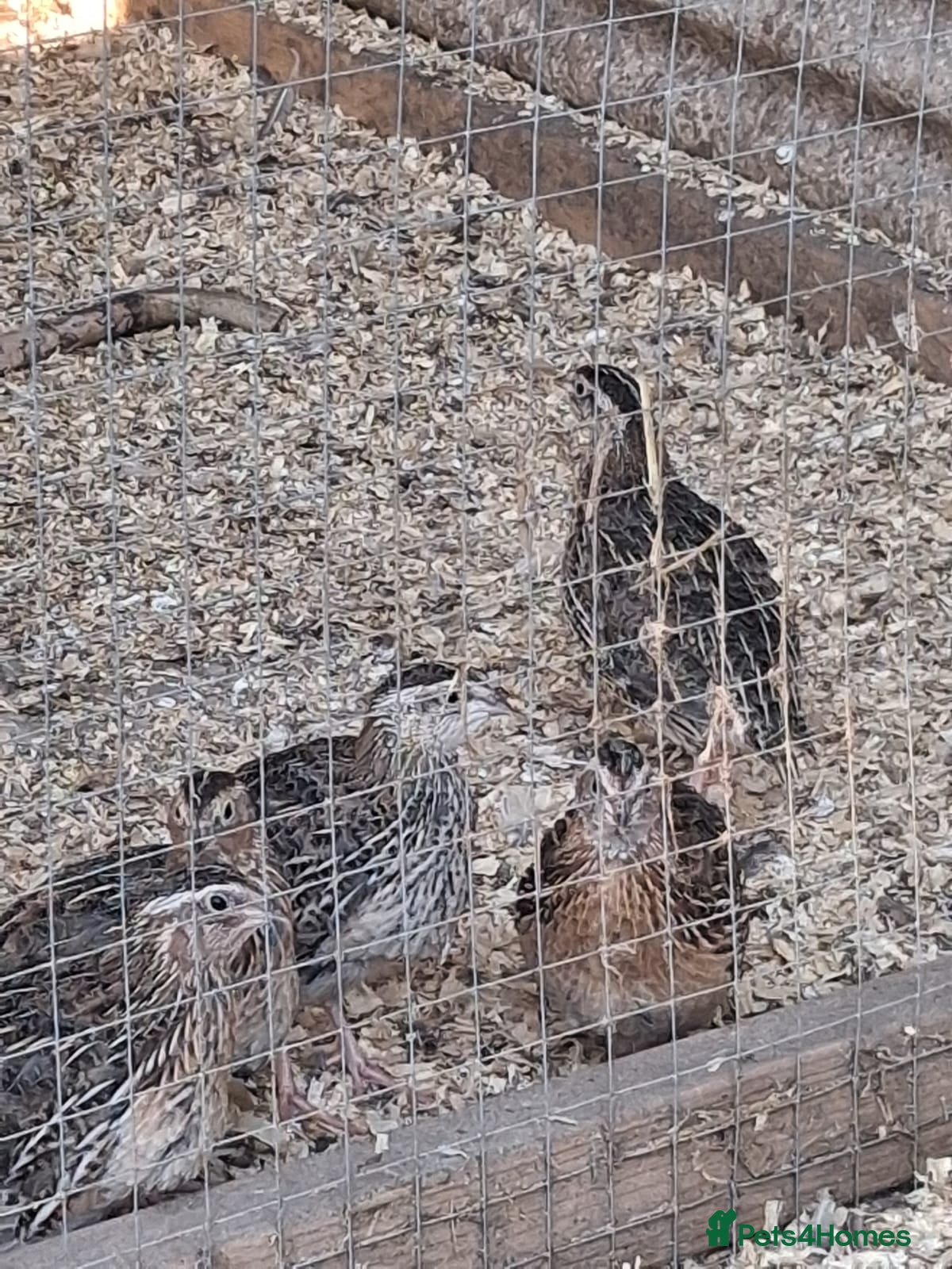 Quail poultry Coturnix Quail - Females and Males for sale - Advert 2