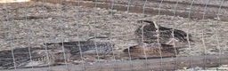 Quail poultry for sale: Coturnix Quail - Females and Males for sale - Advert 2