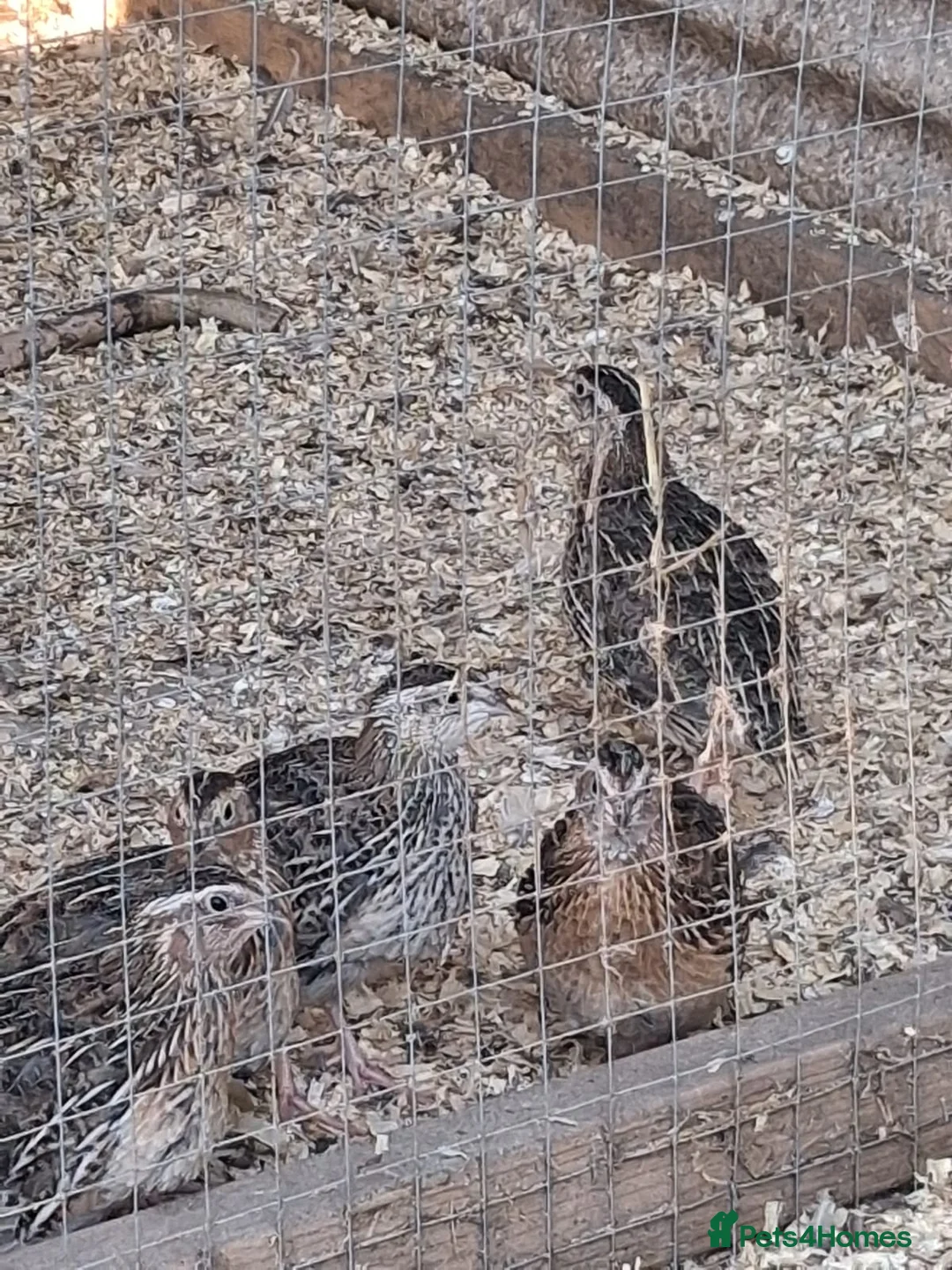 Quail poultry for sale: Coturnix Quail - Females and Males for sale - Advert 2