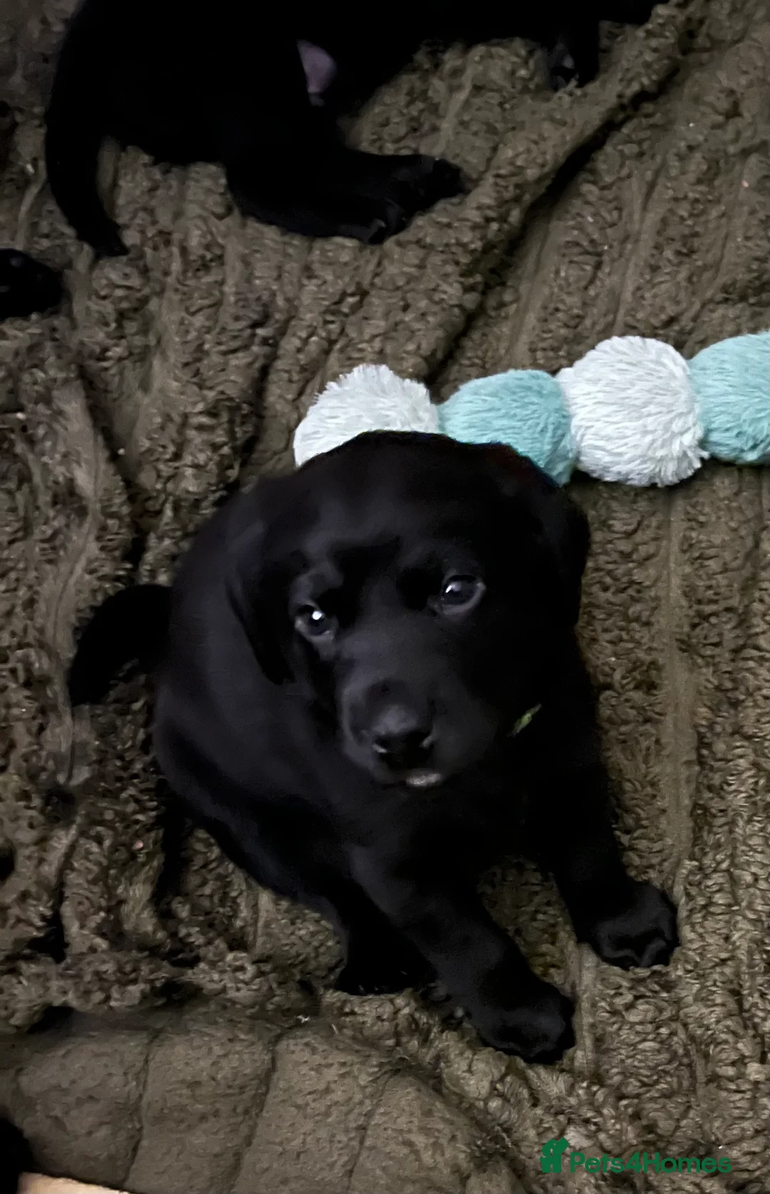 Labrador Retriever dogs for sale: Yellow - Advert 10