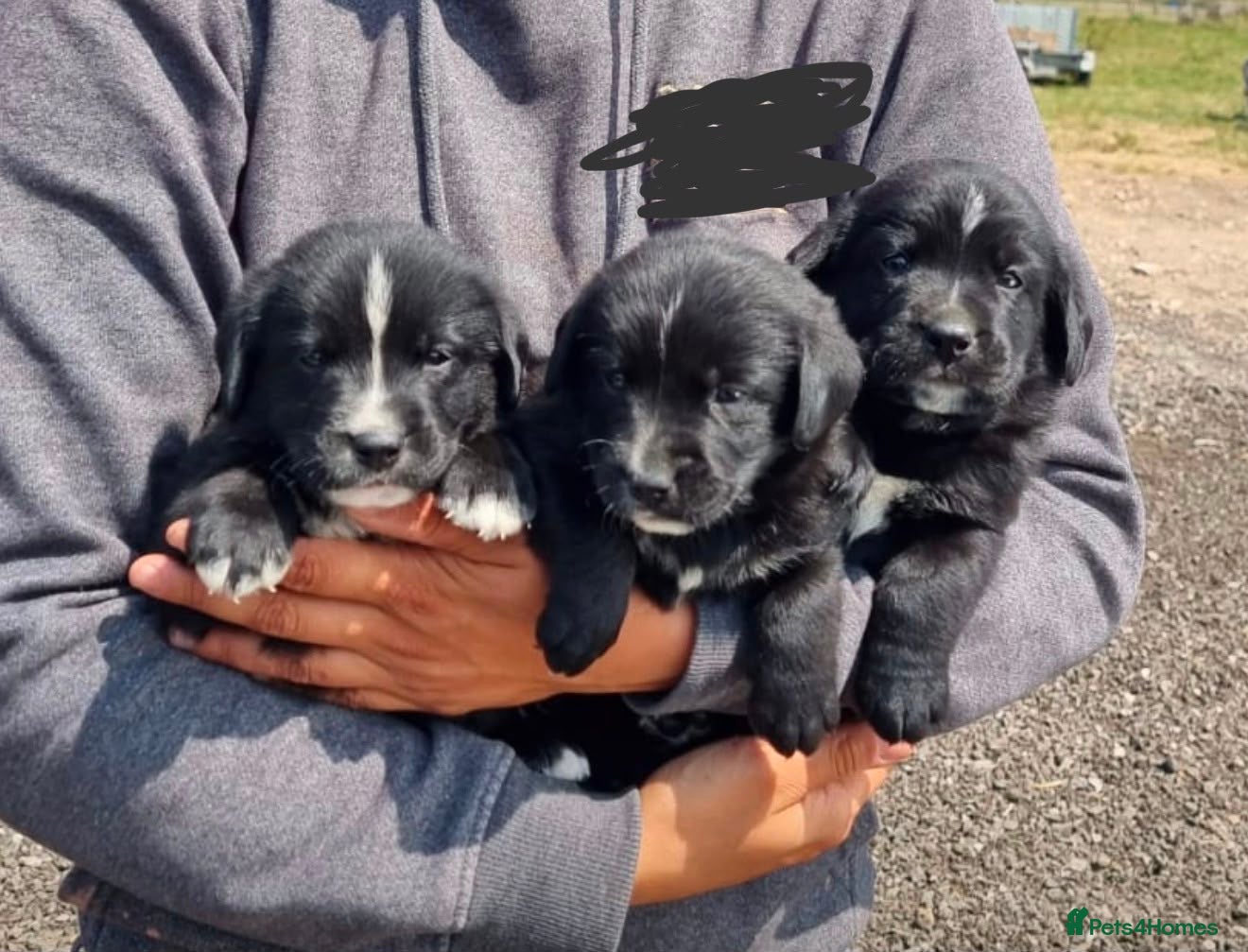 Mixed Breed dogs Gorgeous chunky Labernese puppies - Advert 2