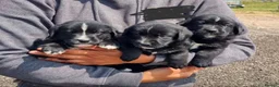 Mixed Breed dogs for sale: Gorgeous chunky Labernese puppies in Louth - Advert 2