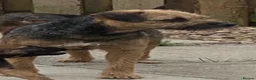 Border Terrier dogs for sale: Healthy Bundles of Border joy  - Advert 19