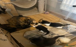 British Shorthair cats for sale: Stunning kittens from a beautiful calico mum 😻 - Image 1