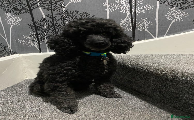 Toy Poodle dogs Male Toy Poodle requiring a new forever home  - Advert 1