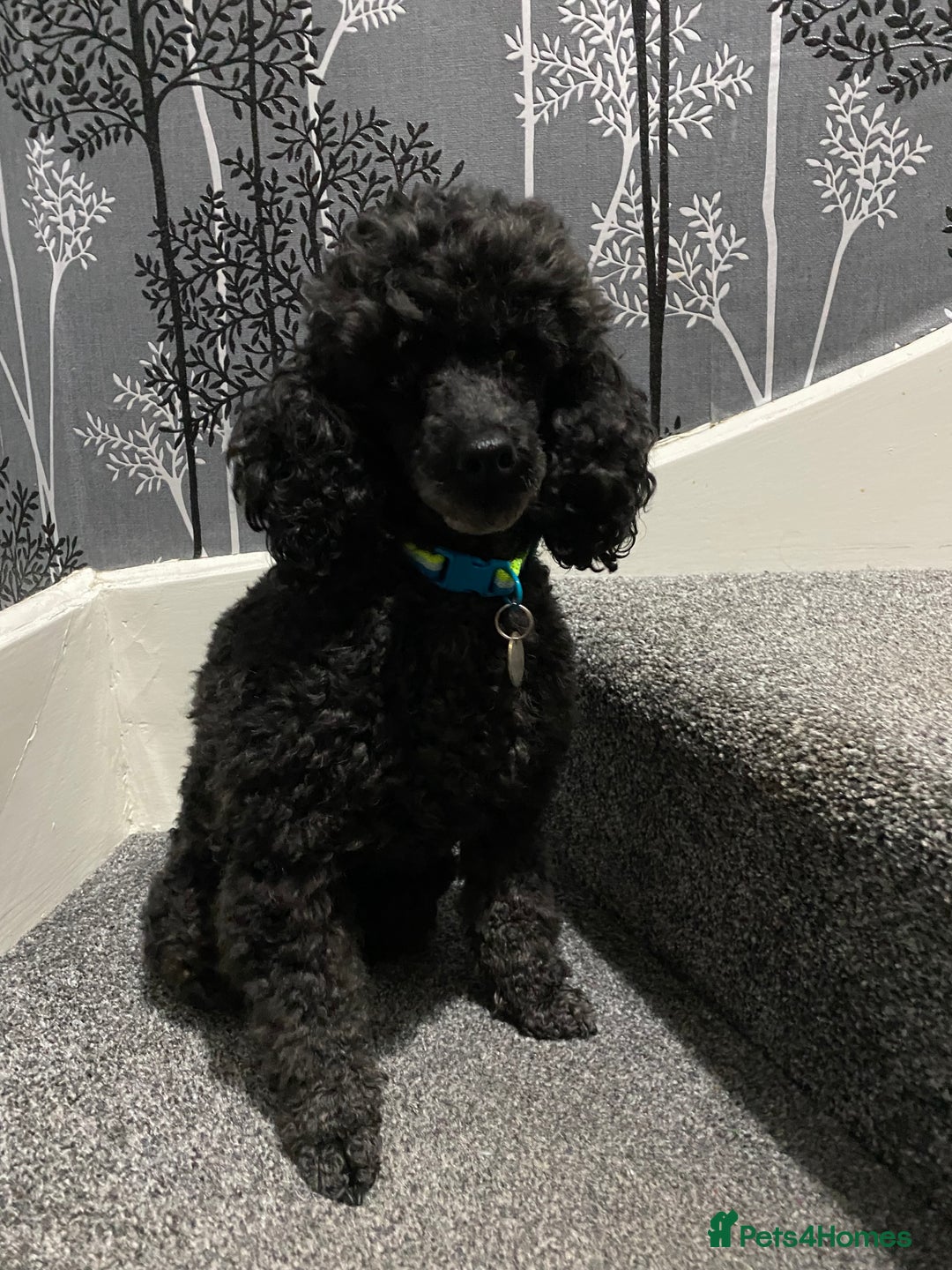 Toy Poodle dogs for sale: Male Toy Poodle requiring a new forever home  - Advert 1