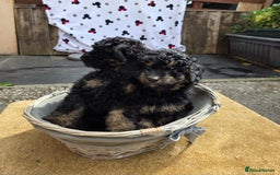 Cavapoo dogs for sale: Cavapoo puppies NEED HOME  - Image 14