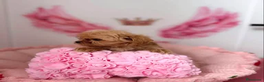 Maltipoo Puppy 2
