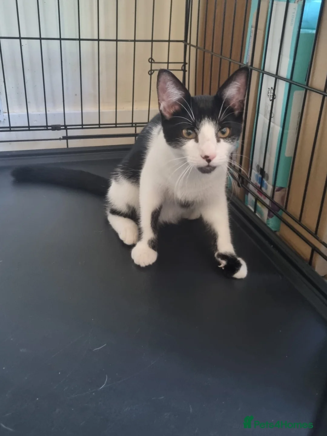 Domestic Shorthair cats for adoption: Alberto - Adopt Cats in Crisis East Ldn - Advert 2