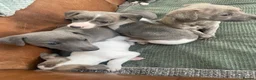 Whippet dogs for sale: Stunning Litter of KC Whippet Puppies - Advert 8