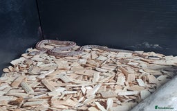 Corn Snake reptiles for sale: Corn snake needs rehoming - Image 1
