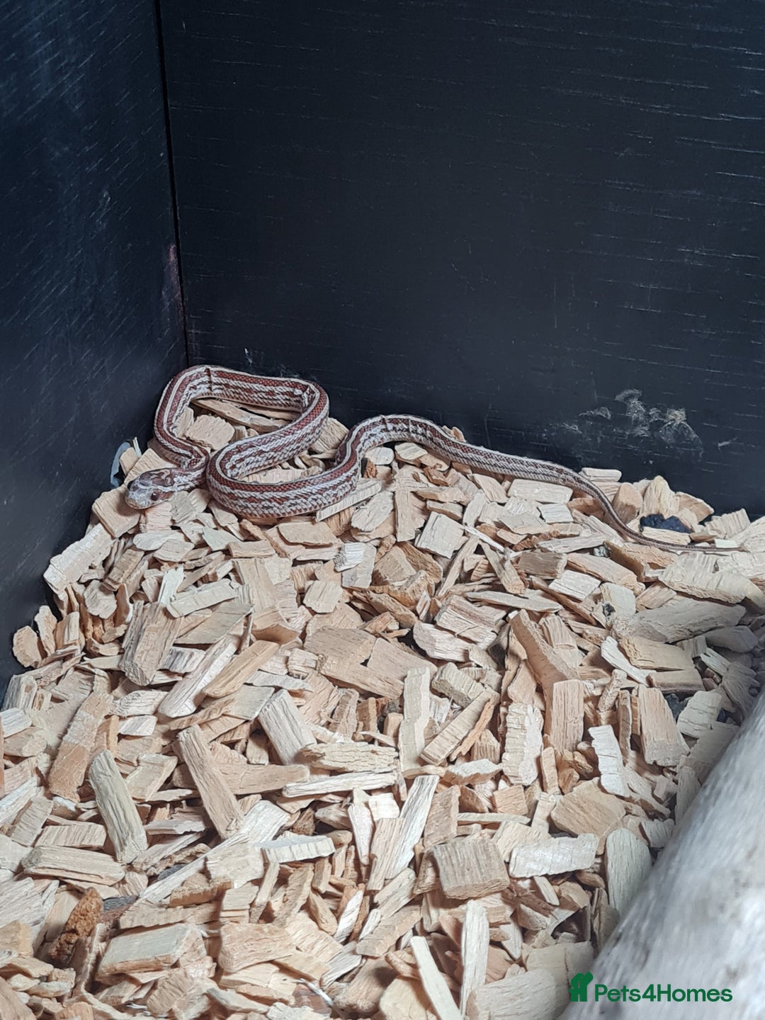 Corn Snake reptiles for sale: Corn snake needs rehoming - Image 1