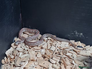 Corn Snake reptiles for sale - Advert 1