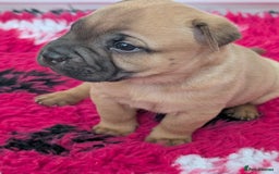 Shar Pei dogs for sale: Shar pei puppies  - Image 2