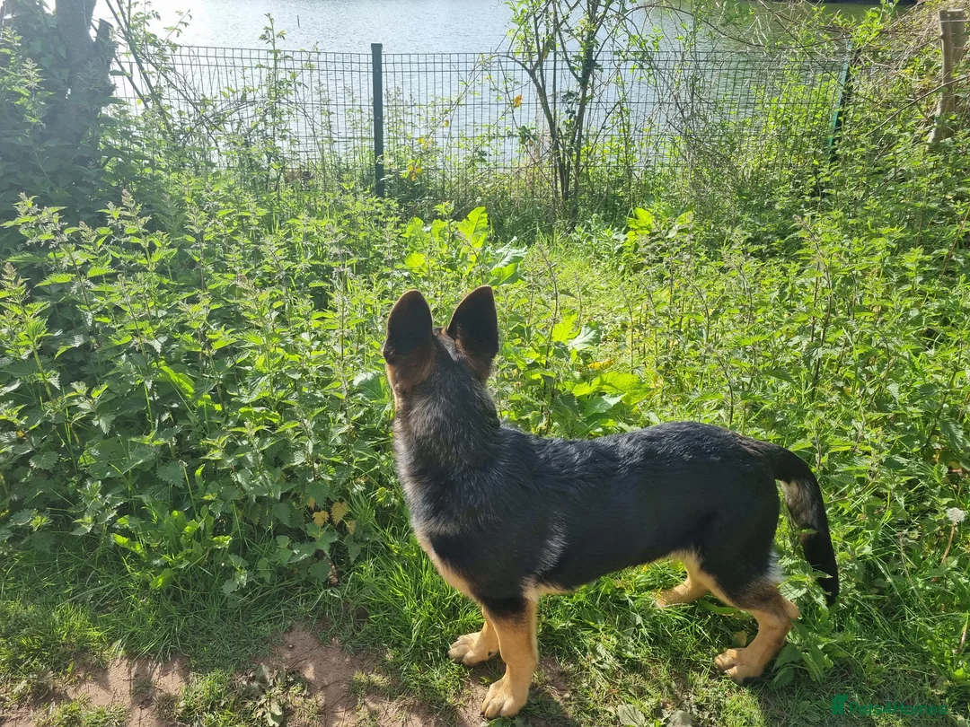 German Shepherd dogs for stud: Logan - Advert 11