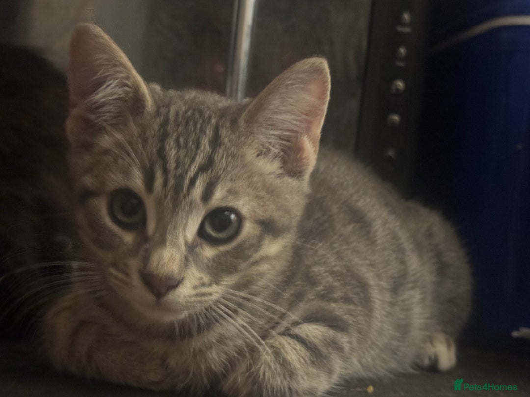 Bengal cats for sale: Beautiful Bengal x British short hair kittens! - Image 4