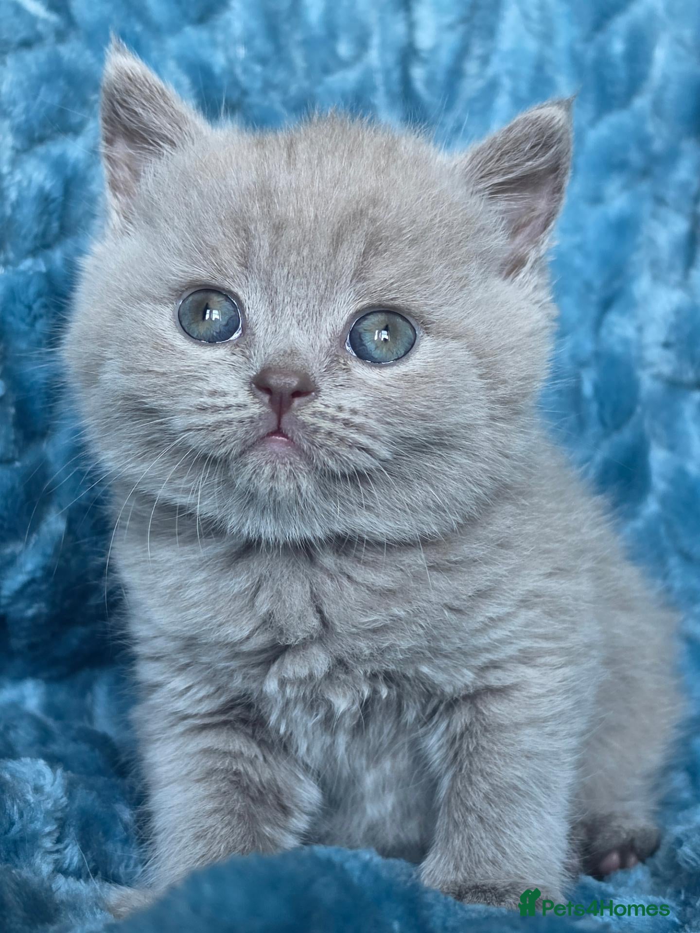 British Shorthair cats BSH and BLH TICA  reg kittens - Advert 9
