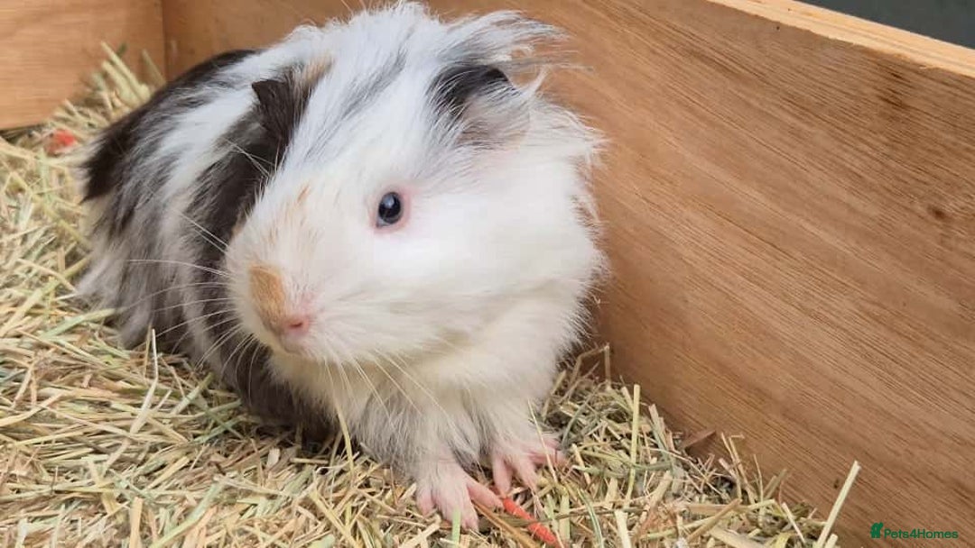Guinea Pig rodents for sale: Young Guinea Pigs – 3 Litters Ready & Reserve - Image 8