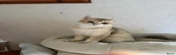 British Shorthair cats for sale: GCCF registered Golden boy - Advert 7