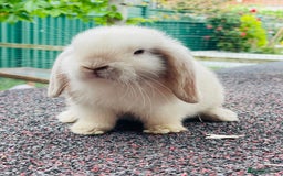 Mini Lop rabbits for sale: Gorgeous mini lops looking for their forever home - Image 4