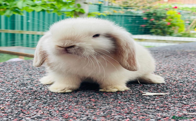 Mini Lop rabbits - Advert 16