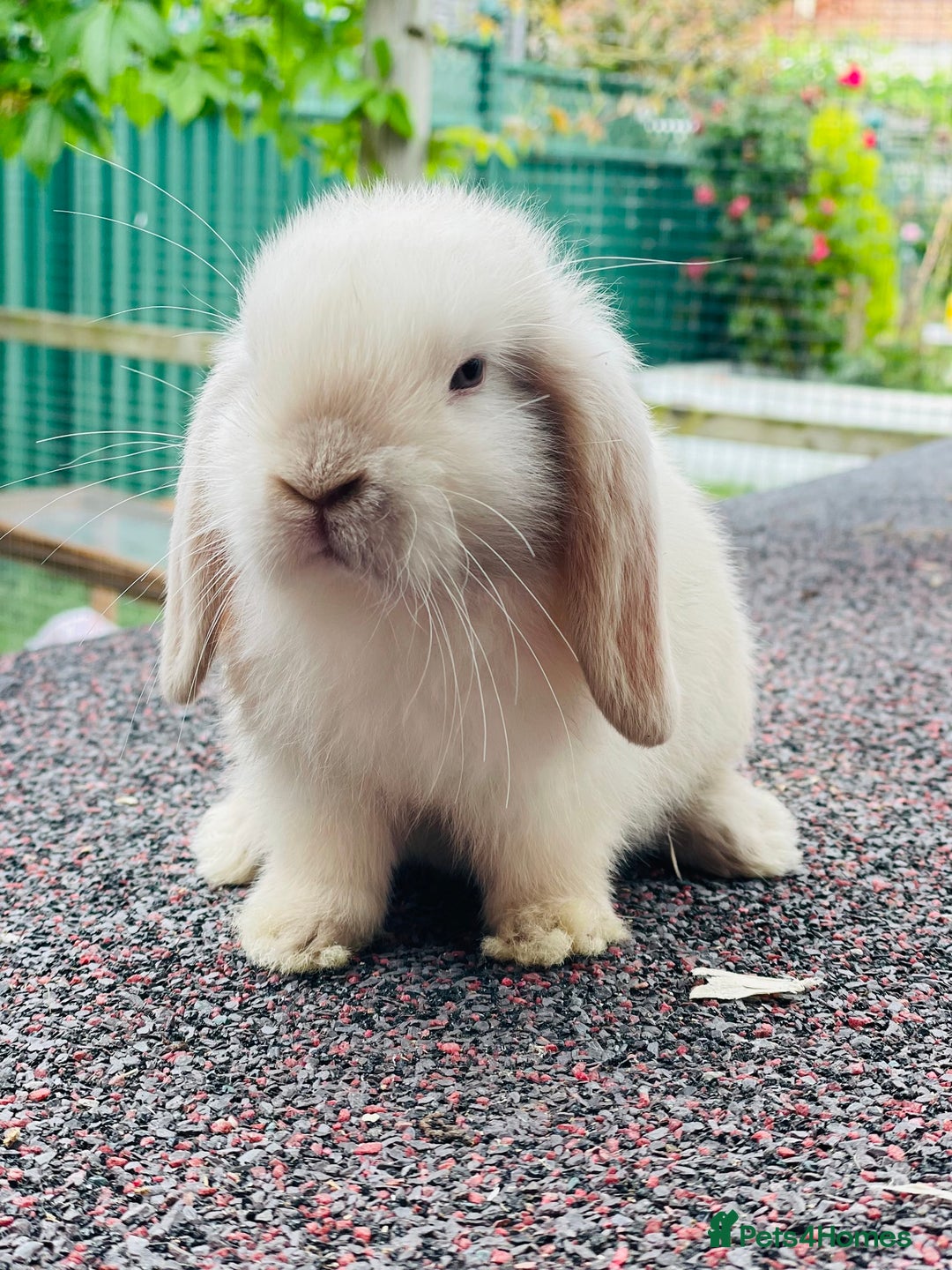 Mini Lop rabbits for sale: Gorgeous mini lops looking for their forever home - Image 4