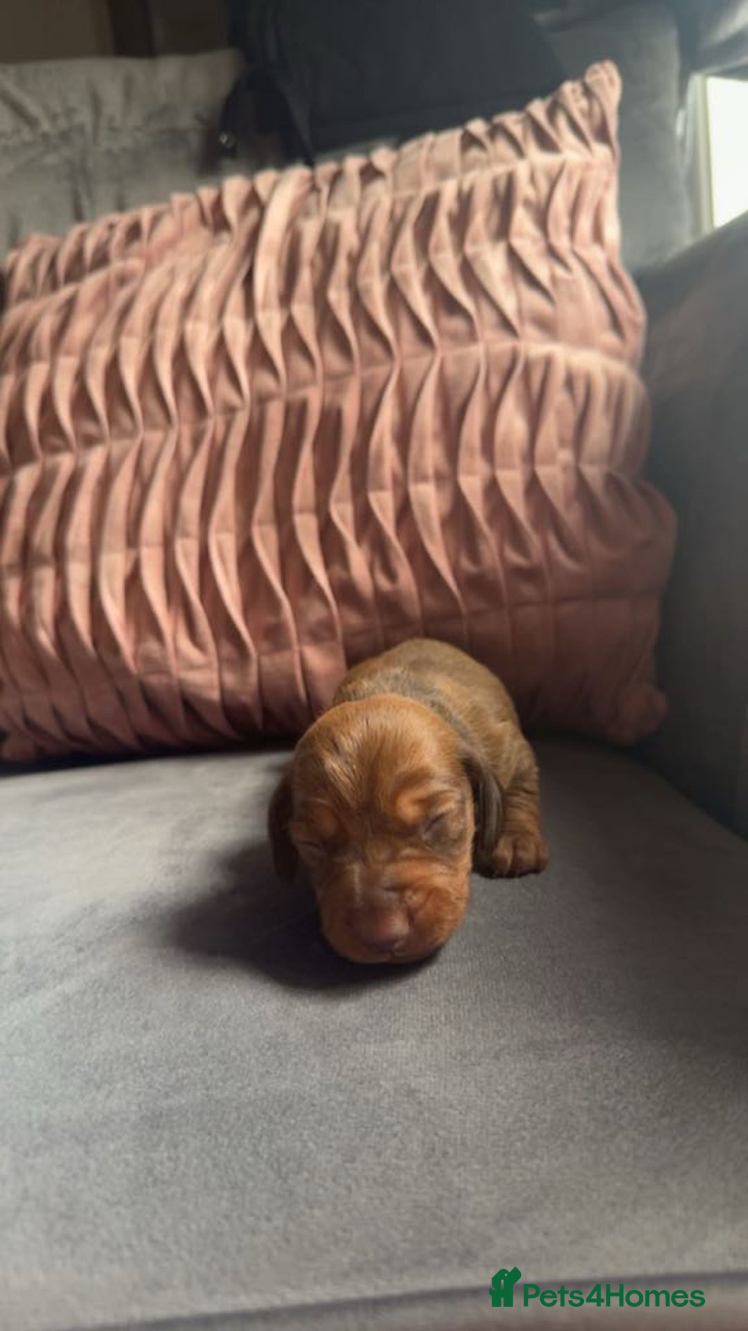 Miniature Dachshund dogs for sale: 3 gorgeous miniature daschunds - Image 7