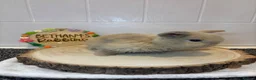 Mini Lop rabbits for sale: 🐰 Two Gorgeous Mini Lop Babies 🤍 - Advert 2